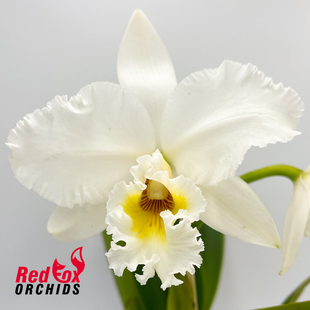 Cattleya labiata alba occulata x Brassolaeliocattleya George King 'Southern Cross'