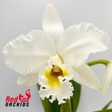 Cattleya labiata alba occulata x Brassolaeliocattleya George King 'Southern Cross'