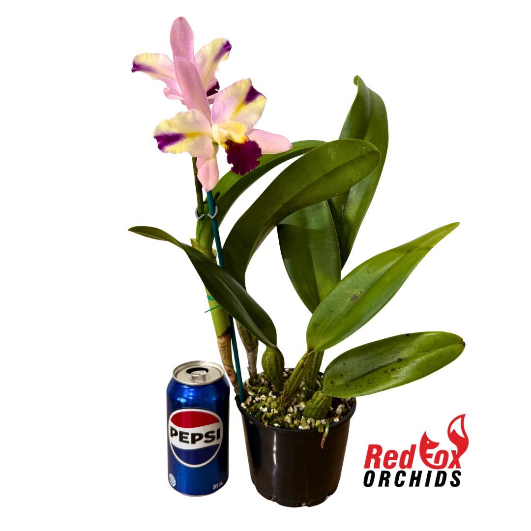 Laeliocattleya Mari's Song 'CTM-217' x Rhyncholaeliocattleya Topaz Lovely Dancer