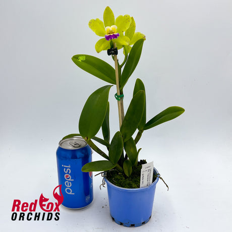 Brassolaeliocattleya Hawaiian Passion 'Carmela' x Cattleya guttata (4n)