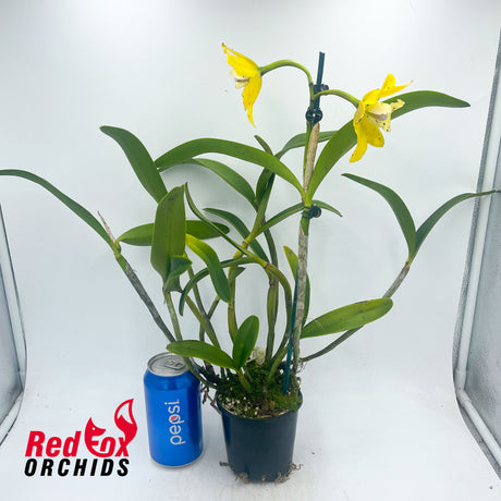 Brassolaeliocattleya Topaz Sublime X Slc. Elisabeth Calov