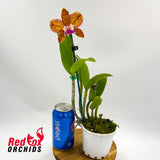 Cattleya Penny Kuroda X Ctt. Topaz Saucy