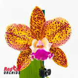 Cattleya Penny Kuroda X Ctt. Topaz Saucy