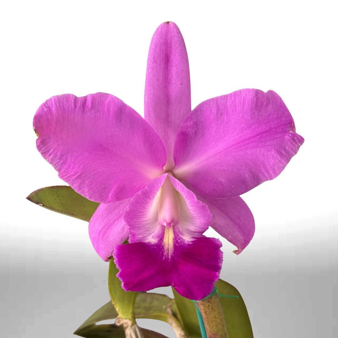 Cattleya Fennell
