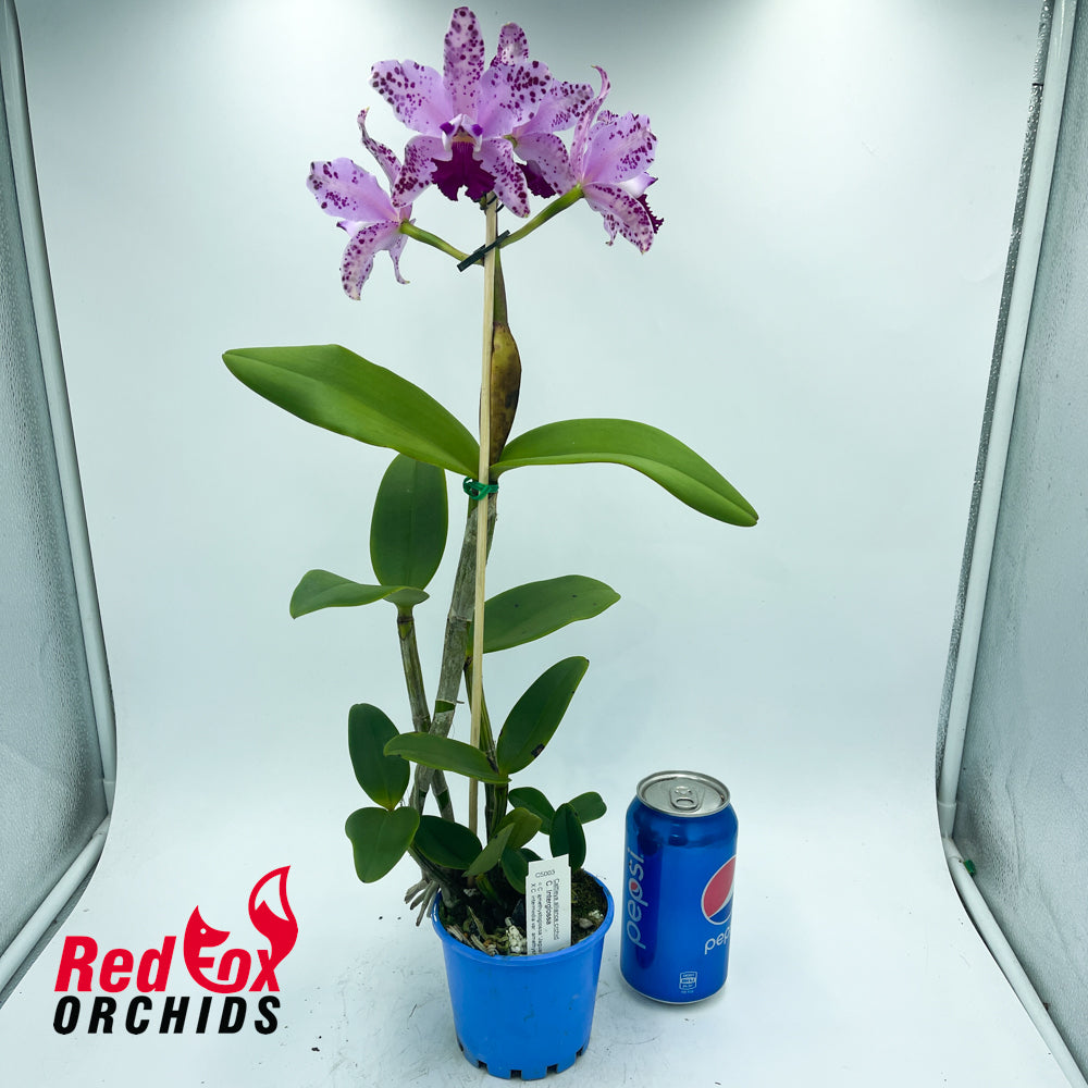 Cattleya Interglossa