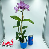 Cattleya Interglossa