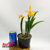 Brassolaelia Yellow Bird x Laeliocattleya Aussie Sunset