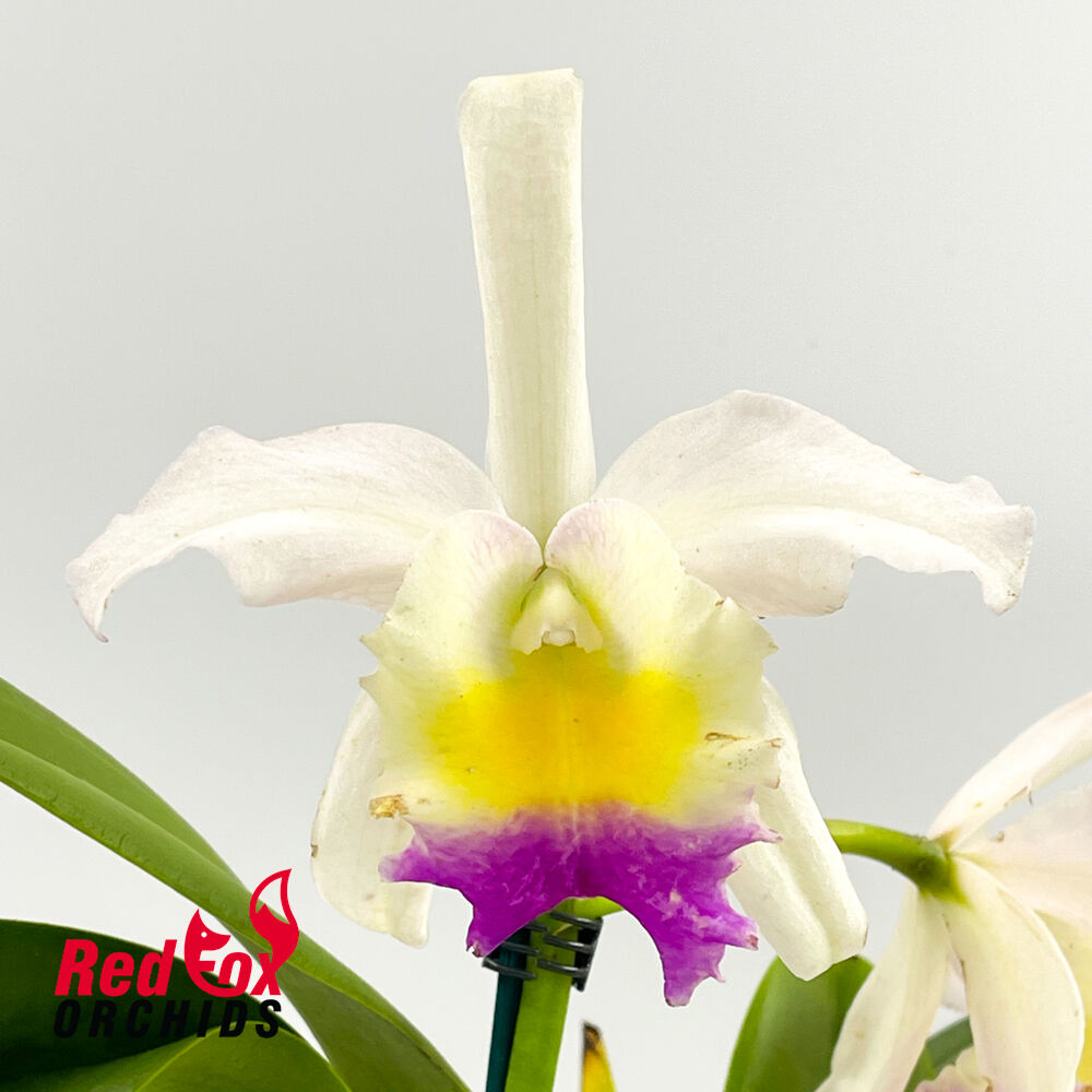 Rhyncholaeliocattleya Tsutung Beauty X Blc. Topaz Lovely Dancer