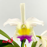 Rhyncholaeliocattleya Tsutung Beauty X Blc. Topaz Lovely Dancer