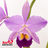 Cattleya jenmanii X Rlc. Deception Peak