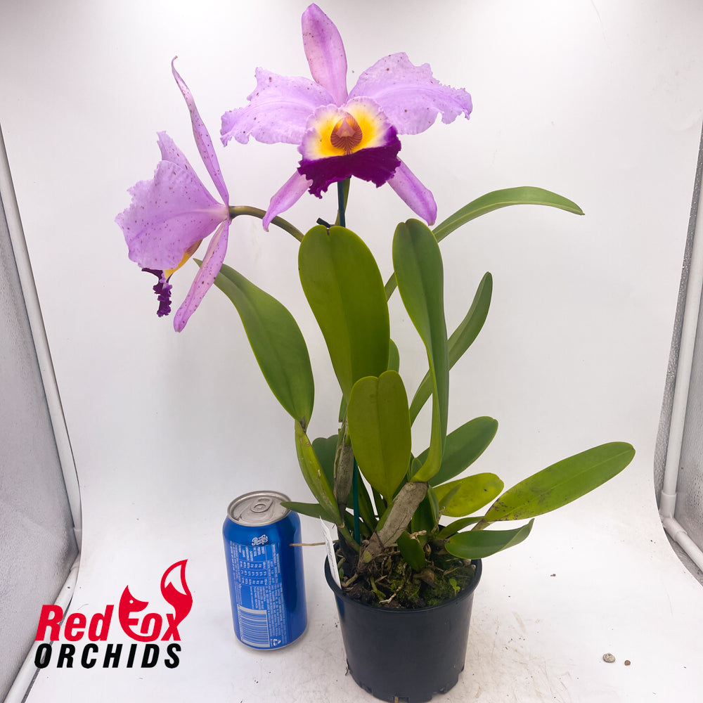 Cattleya jenmanii X Rlc. Deception Peak