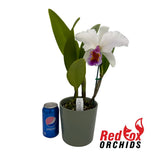 Brassolaeliocattleya George King 'Southern Cross' x Cattleya labiata var. semi-alba