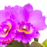 Laeliocattleya Drumbeat 'Triumph' X Blc. Dal's Monarch 'Southern Cross'
