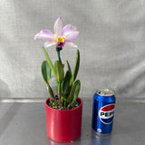 Brassolaeliocattleya Topaz Impact  X Lc. (Bonanza Queen (4n) X Liptonii (4n)