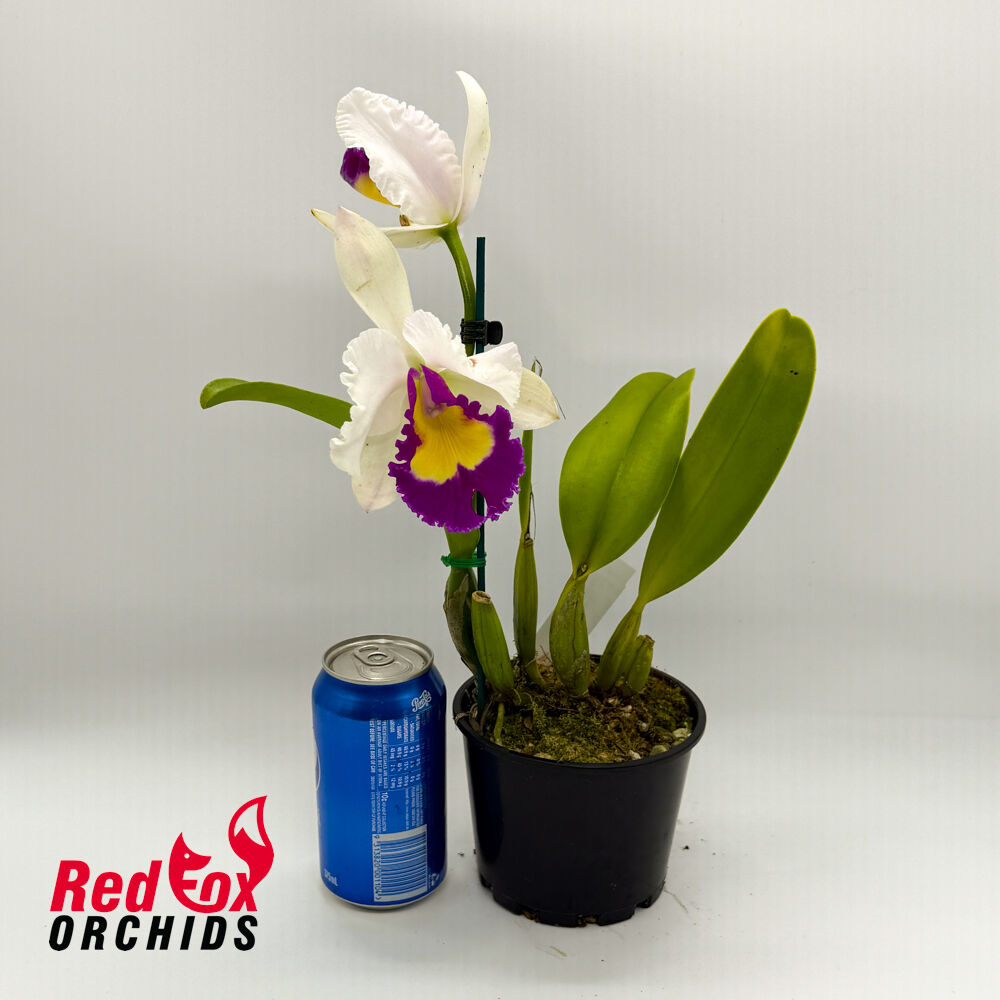 Potinara Topaz Dream Machine X Blc. Dal's Monarch 'Southern Cross'