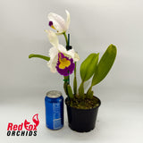 Potinara Topaz Dream Machine X Blc. Dal's Monarch 'Southern Cross'