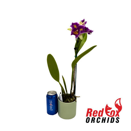 Laeliocattleya Stephen Oliver Fouraker X Pot. (Burdekin Sunshine 'Springtime' X Home Hill 'Majestic')