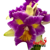 Laeliocattleya Stephen Oliver Fouraker X Pot. (Burdekin Sunshine 'Springtime' X Home Hill 'Majestic')