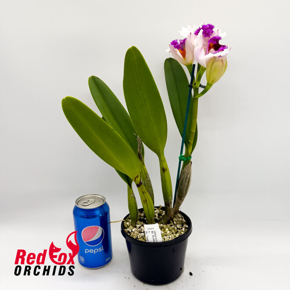 Brassolaeliocattleya Burdekin News 'Super S-A' X Blc. Topaz Impact 'Mini Mildred'