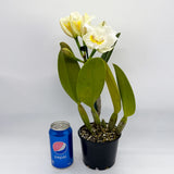 Brassolaeliocattleya Topaz Impact 'Good Short S-A' X Blc. Burdekin News 'Super S-A'