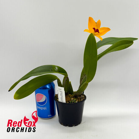 Sophrocattleya Dal's Tradition 'Scherrie' X Lc. Trick or Treat 'Good Strong'