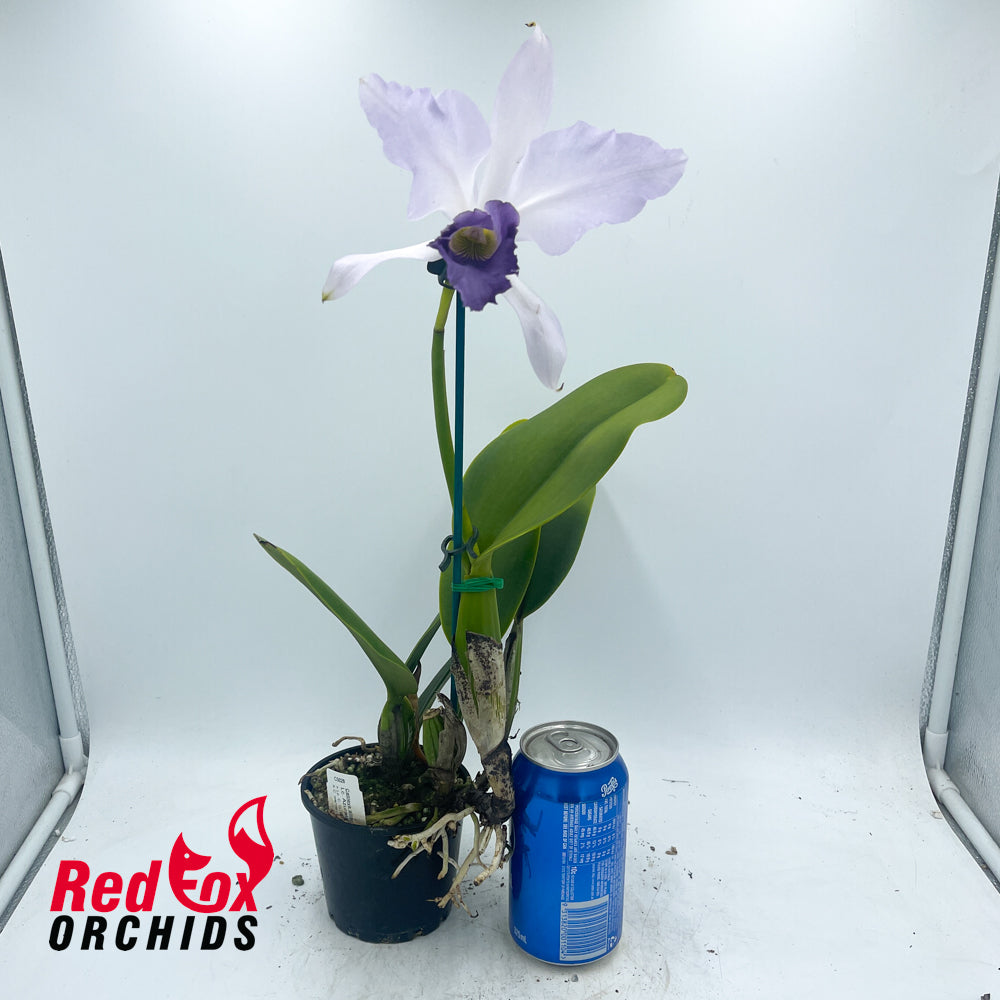 Laeliocattleya Azurata