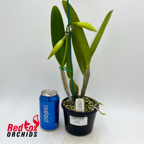 Cattleya Horniana