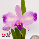Cattleya (Horace 'Maxima' X briegeri 'Star of Brazil') X Ctt. Aussie Sunset