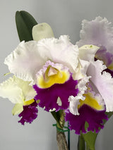 Cattleya Stephen Oliver Fouraker X C. trianae 'Flares'