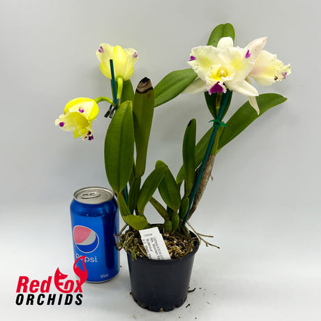 Rhyncattleanthe Momilani Rainbow 'Buttercup' X C. Magic Melody