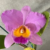 Cattleya Mildred Rives 'Orchidglade' X Rlc. (Dal's Horizon 'Orange Beauty' X Rth. (Spirit of Beau X Aussie Sunset)