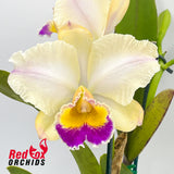 Cattleya Mildred Rives 'Orchidglade' X Rlc. (Dal's Horizon 'Orange Beauty' X Rth. (Spirit of Beau X Aussie Sunset) 'Big Round Aussie'