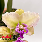 Brassolaeliocattleya Topaz Lovely Dancer x Rhyncholaeliocattleya (Island Charm x Mildred Rives)