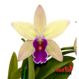 Rhyncattleanthe Topaz Suitor x Cattleya luteola