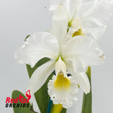 Cattleya Mastersoniae