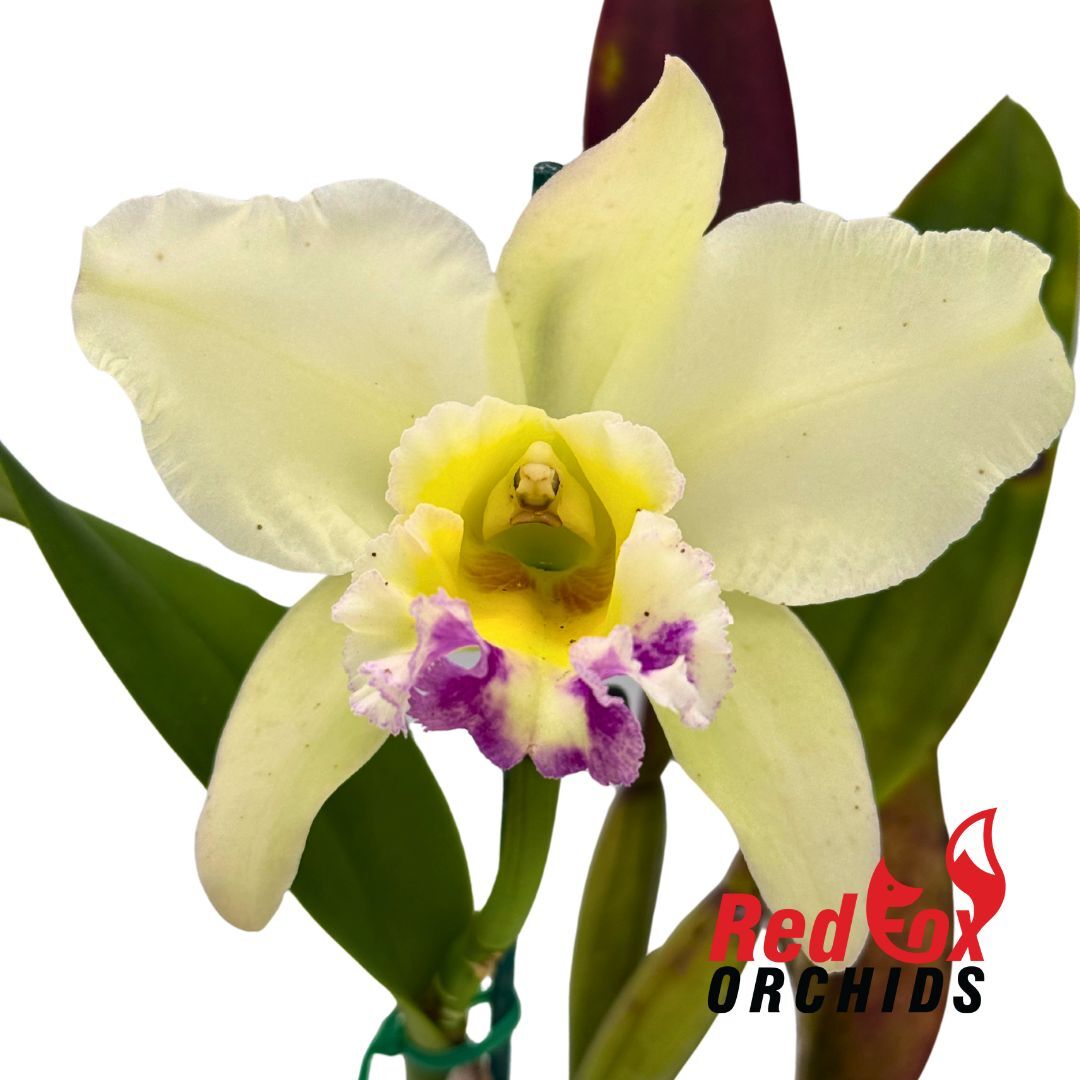 Rhyncholaeliocattleya Greenwich 'Elmhurst' x George King 'Southern Cross'