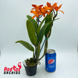 Rhyncattleanthe (Momilani Rainbow X Aussie Sunset) X Ctt. Trick or Treat 'Jaffa'