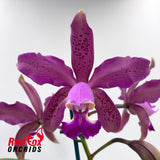 Cattleya Ashley Matherne