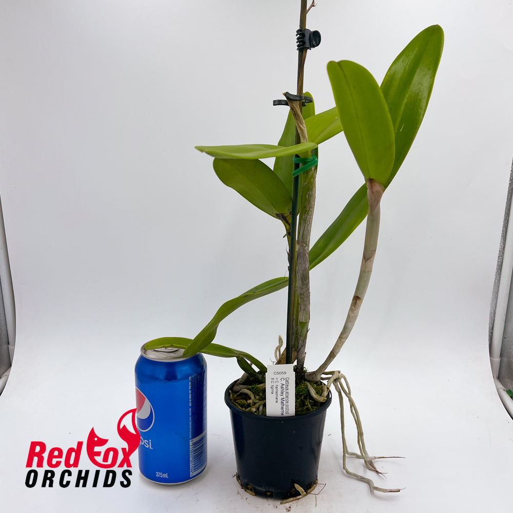 Cattleya Ashley Matherne
