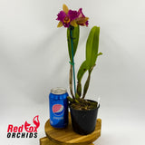 Rhyncholaeliocattleya Napa Valentine (Overlapped R&Y Splash) (C1841) X Rlc. Tzeng-Wen Dragon (Good & Tall Copper)