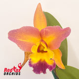 Rhyncholaeliocattleya Napa Valentine (Overlapped R&Y Splash) (C1841) X Rlc. Tzeng-Wen Dragon (Good & Tall Copper)