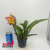 Rhyncholaeliocattleya Napa Valentine (Overlapped R&Y Splash) (C1841) X Rlc. Tzeng-Wen Dragon (Good & Tall Copper)