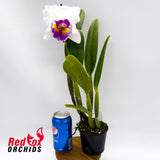 Cattleya Topaz Elite X Rlc. Burdekin News 'Super S-A'