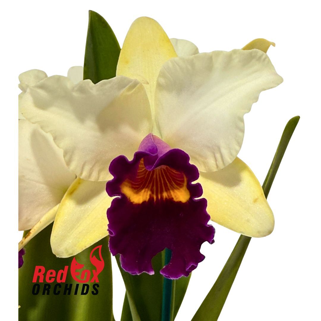 Cattleya Topaz Highlight X Rlc. Toshie Flare 'Hsinying'
