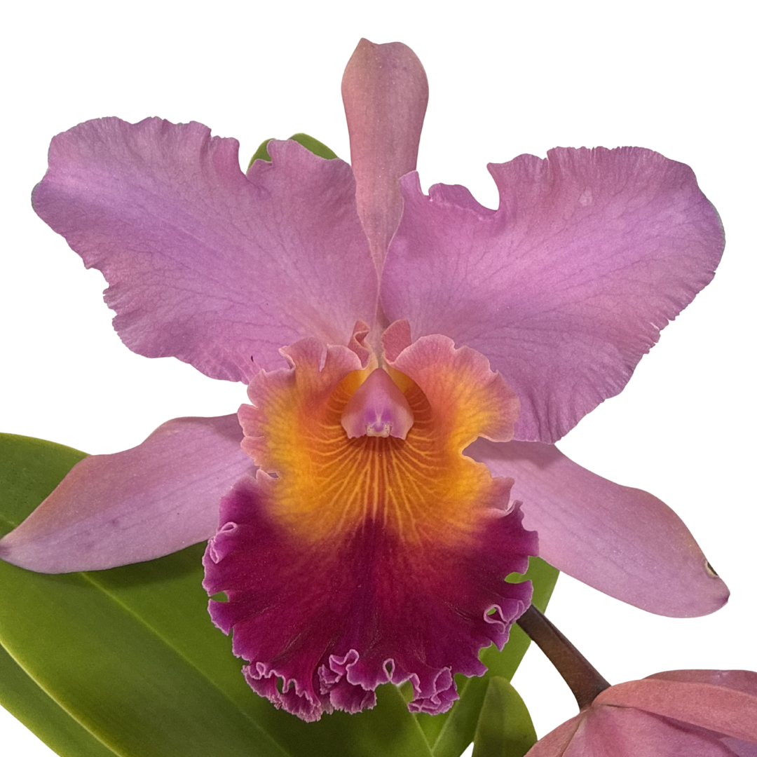 Rhyncholaeliocattleya  Amazing Thailand X Rhyncholaeliocattleya Crystal Wall