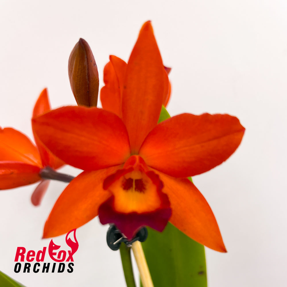 Cattlianthe Fire Gem