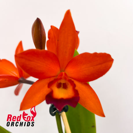 Cattlianthe Fire Gem