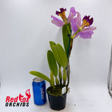 Rhyncattleanthe Kei's Love Sound X Rlc. Dal's Monarch 'Southern Cross'