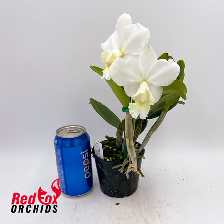 Cattleya Heathii