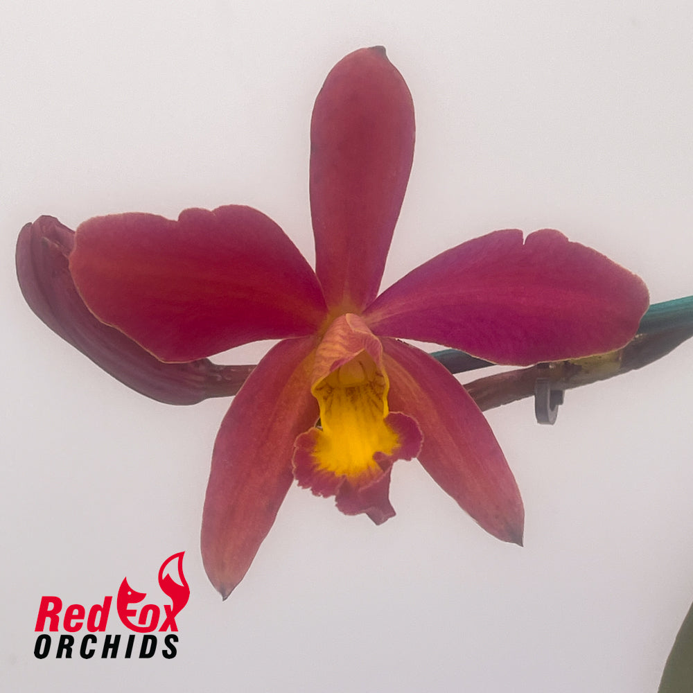 Rhyncattleanthe (Love Sound X Topaz Date Night) X Ctt. Aussie Sunset 'Cosmic Fire'